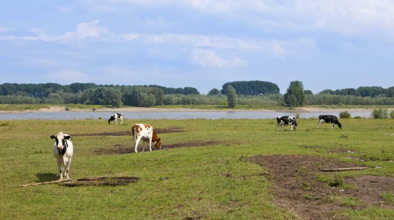 Hoeve De Pippert Otel Ophemert Dış mekan fotoğraf