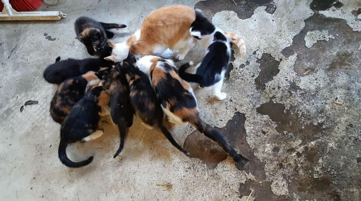 Hoeve De Pippert Otel Ophemert Dış mekan fotoğraf